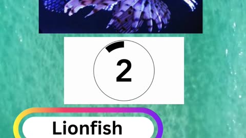 Fish Frenzy 20 A fast-paced quiz