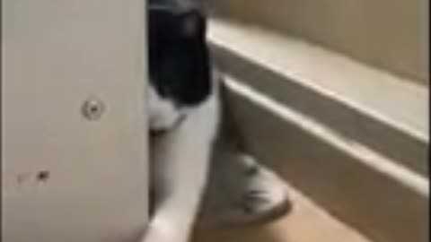 Cat slap to dummy dog 🤣🤣🤣 #cat #cats #Dogs #Babycat #Viral #trending #shorts #rumble