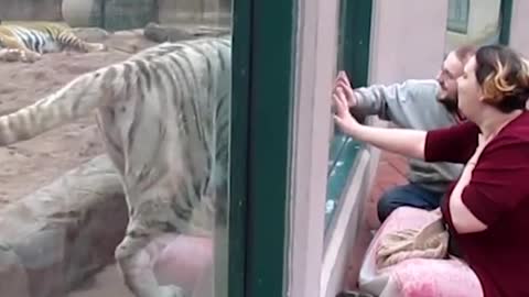 Funny Filmed Zoo Clips Animal Planet