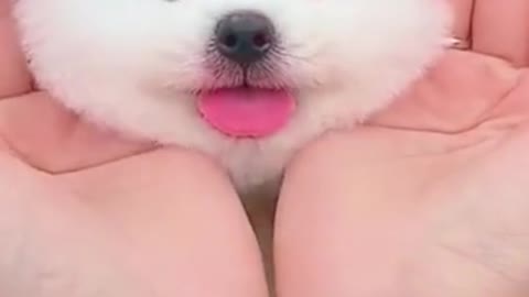 Cute dog