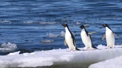 Penguins use pack ice to protect themselves from predators and to rest at sea.