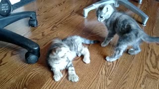 Kittens Wrestling