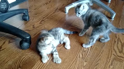 Kittens Wrestling