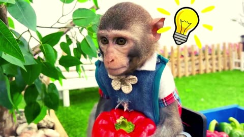 Baby Monkey Bim Bim harvests bell peppers to make pizza with puppy Baby Monkey Animal