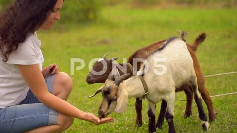Funny Goat On The Goat Farm. Agrotourism, Farm Animals. Families Visiting ITEM