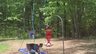 Australian Shepherd Entertains Himself on Swing