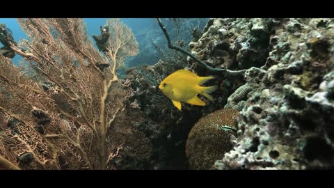 Diving ANDAMAN SEA || Thailand Underwater Video [ 4K ] BLUE PARADISES