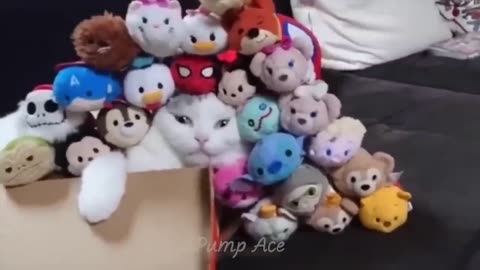 very cuties video to animals