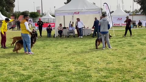 Intense German Shepherd Dog Competition: Agility, Precision, and Skill!