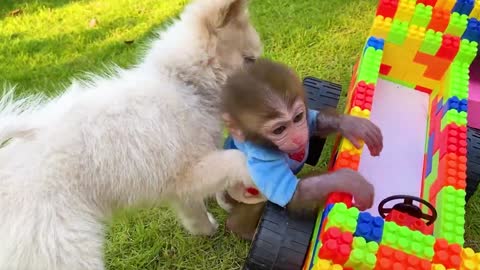 Baby Monkey Bon Bon Broken Truck While Harvesting Fruit and Get Helped By Puppy