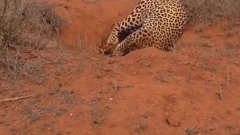 Leopard dig warthog