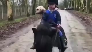 Best Minihorse Rider