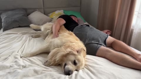 Golden Retriever Demands Attention All The Time!