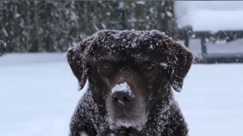 Dog enjoy snow falling in outdoor.