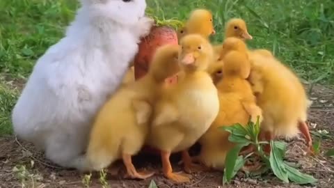 Bunnies and Ducklings 🥰🥰