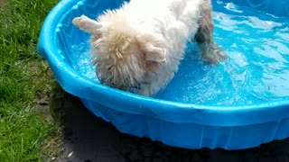 Elderly Westie acts like puppy in kiddie pool