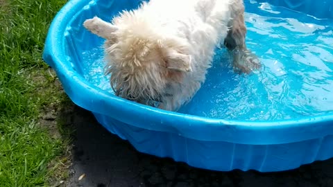 Elderly Westie acts like puppy in kiddie pool