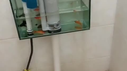 Fish tank , aqerium , fish tank changing water , fish tank tutorials