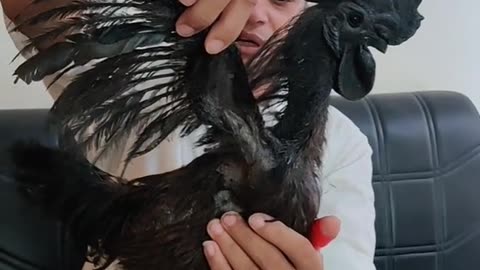 Ayam cemani black toung fancy bird....