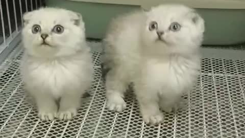 Two kittens keep the same movement