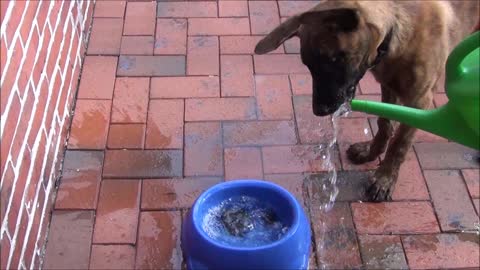 Puppy is crazy about water