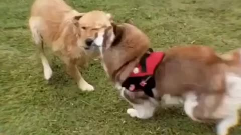 Funny dog compilation