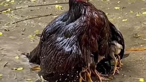 chicken save her childs from rain.