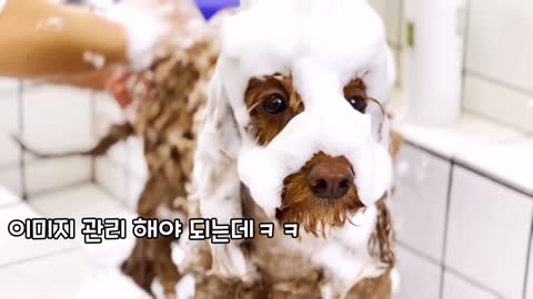 Dog salon in south korea /