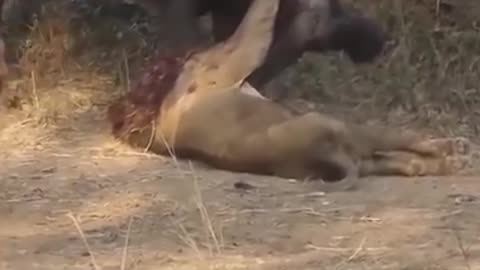 Buffalo and lion fight.