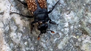 Carrion Beetle Carries Mites