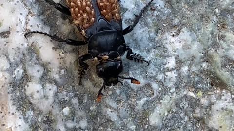 Carrion Beetle Carries Mites
