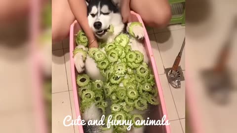 Cute and funny animals