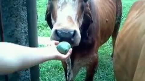 Oxen eating mangoes / Bois comendo mangas