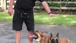 Belgian Malinois vs Malinois X: Which Dog Is Right for You?