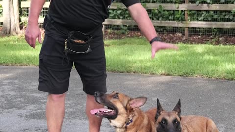 Belgian Malinois vs Malinois X: Which Dog Is Right for You?