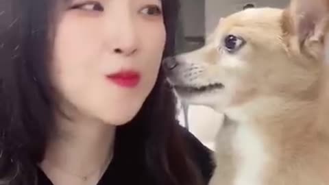 Funny dogs video