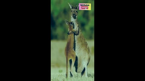 It is amazing to save himself from dangerous animal I loved Mother #rumble #kangaroo #hunting #animal #viral