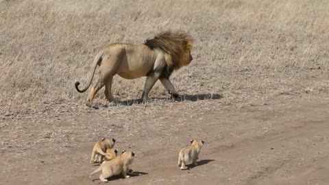 ADORABLE! MALE LION PLAYS WITH CUBS