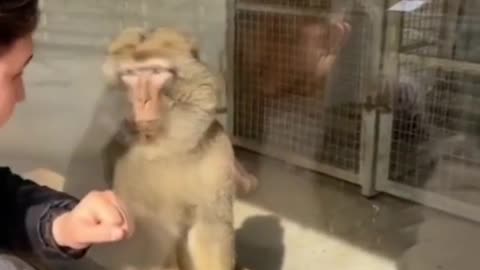 Animals shocking reaction on magic