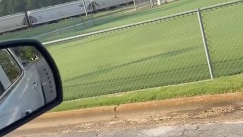 Falcon Flies Along With Driver