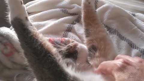 Kitty gets scratchins
