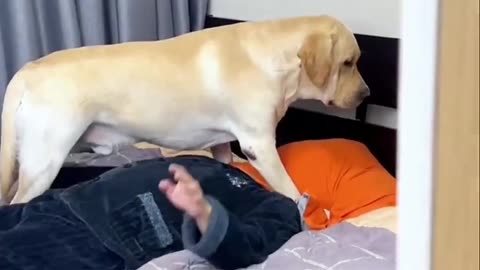 Best funny dog video in 2023🤣🤣