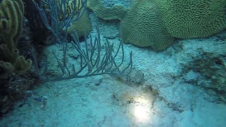 Blue Reef Chromis puffer