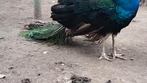 Peacock 🦚 Bird Video By Kingdom of Awais