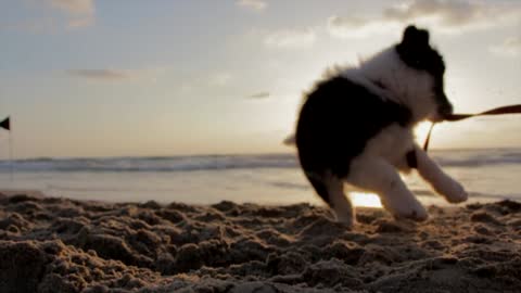 A cute Dog play with thread on beach