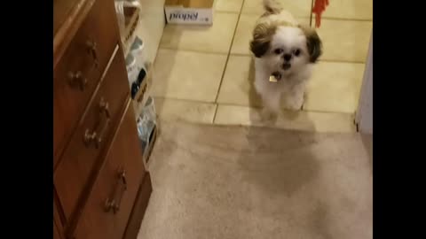 Rosie The Shihtzu Playing Fetch With Her Sister Petunia The Norwegian Forest Cat