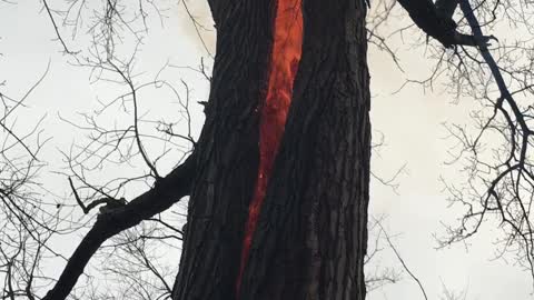 Tree Fire in Defiance, OH