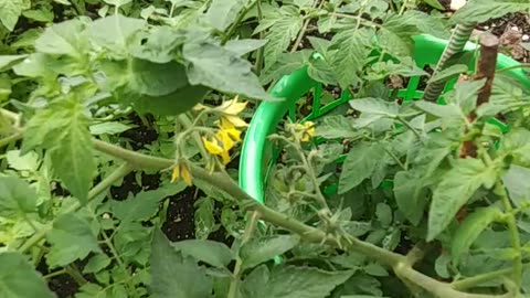 Our first Peppers and Tomato