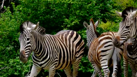 Zebra Animal Stripes Striped Black And White