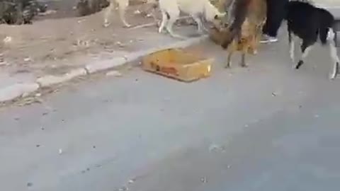 He feeds these stray dogs every day... a beautiful attitude 👏😍❤️❤️❤️